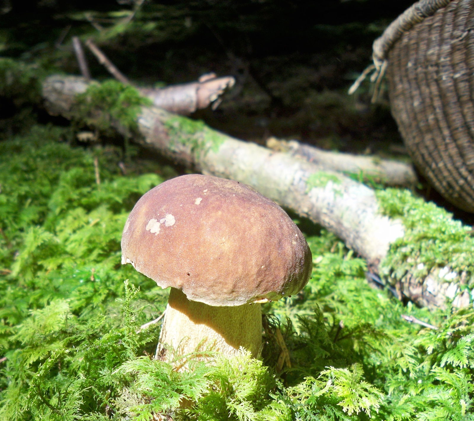 Entire Home Thoirette 98415