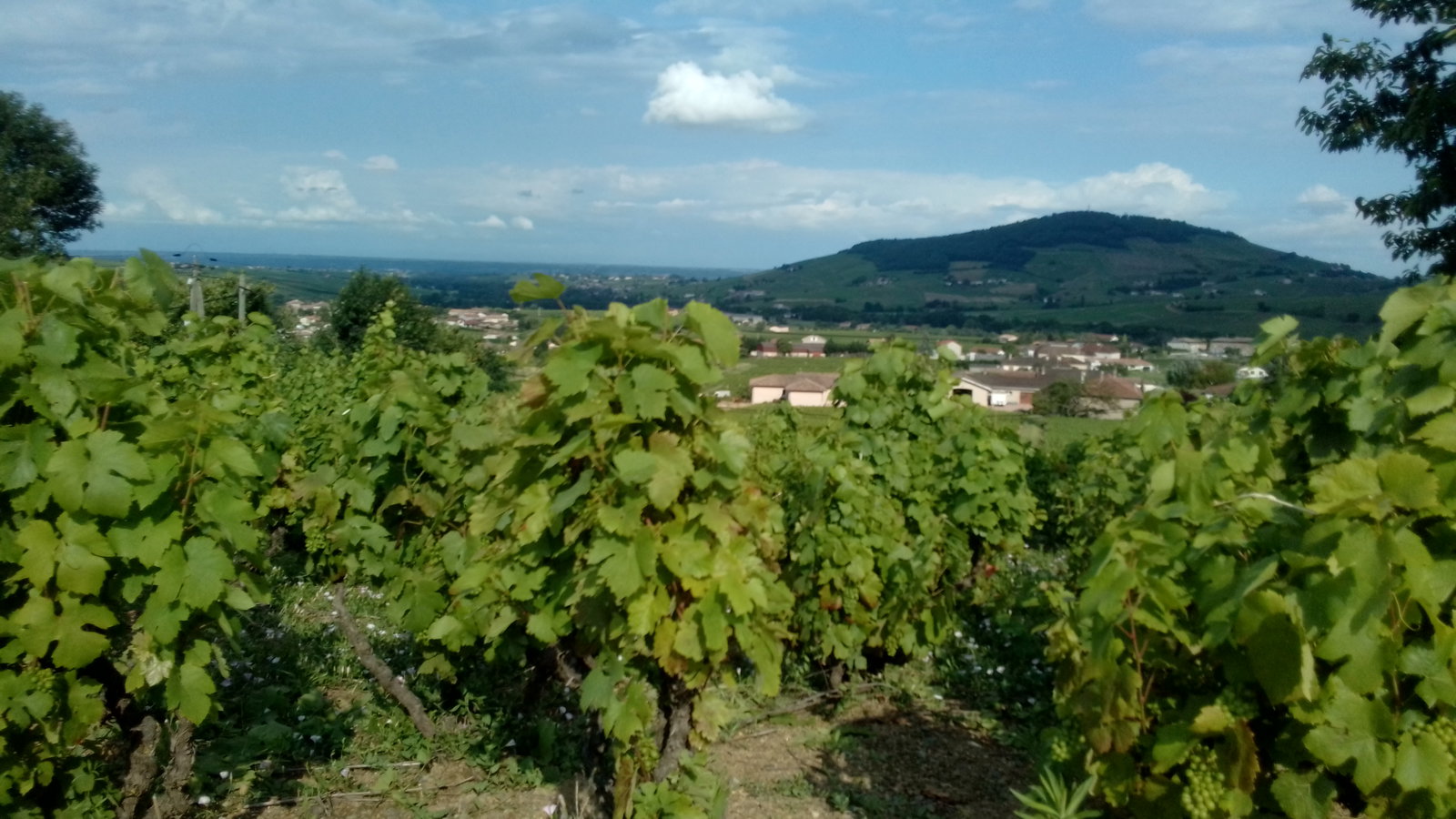 Hele Huis Quincié-en-Beaujolais 497688