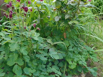 Ganzes Haus à louer à Crouy - Garten-17