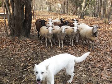 Logement Entier Saint-Ambroix 125574-5