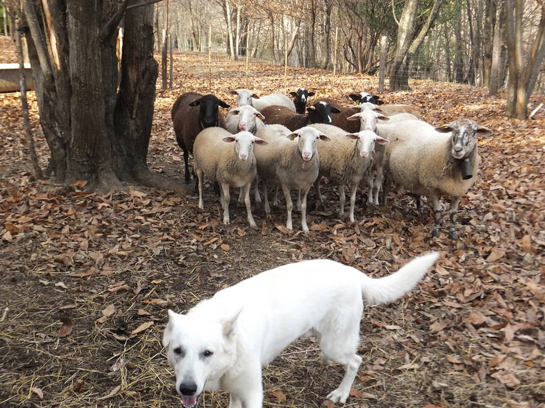 Logement Entier Saint-Ambroix 125574-5