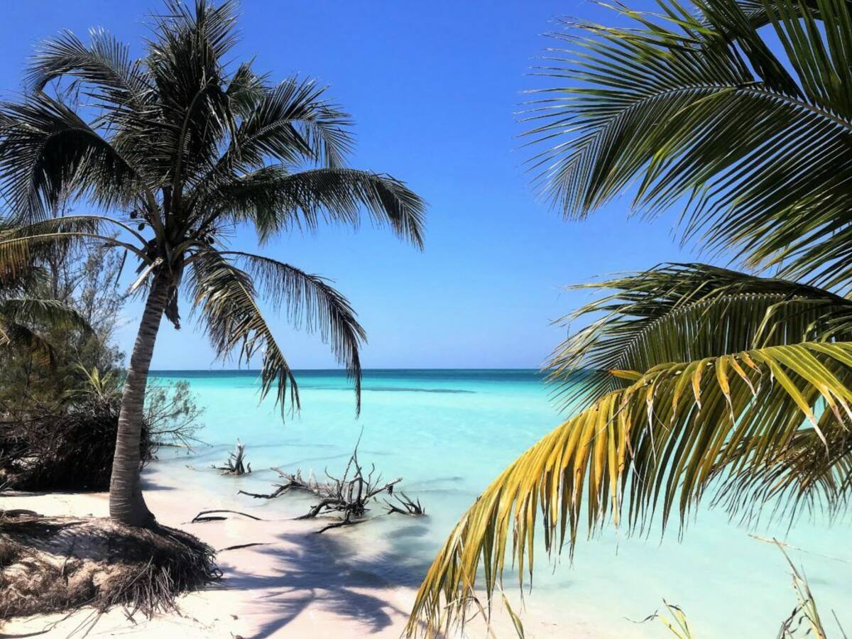 Famiglia Pinar del Río 334951