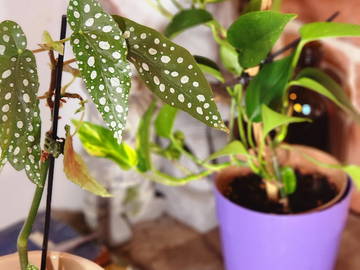 Chambre Chez L'habitant Montréal 390712-8