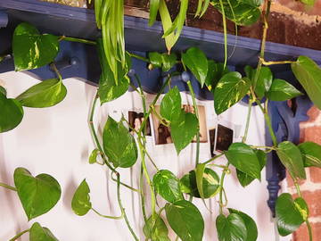 Chambre Chez L'habitant Montréal 390712-15