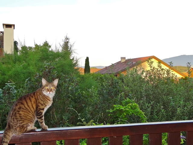Chambre Chez L'habitant Bernex 58040-2