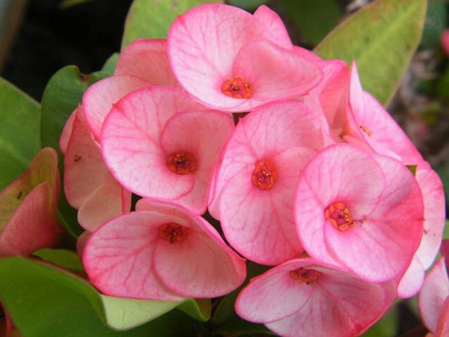 Tuisverblyf Bellerive-sur-Allier 98859