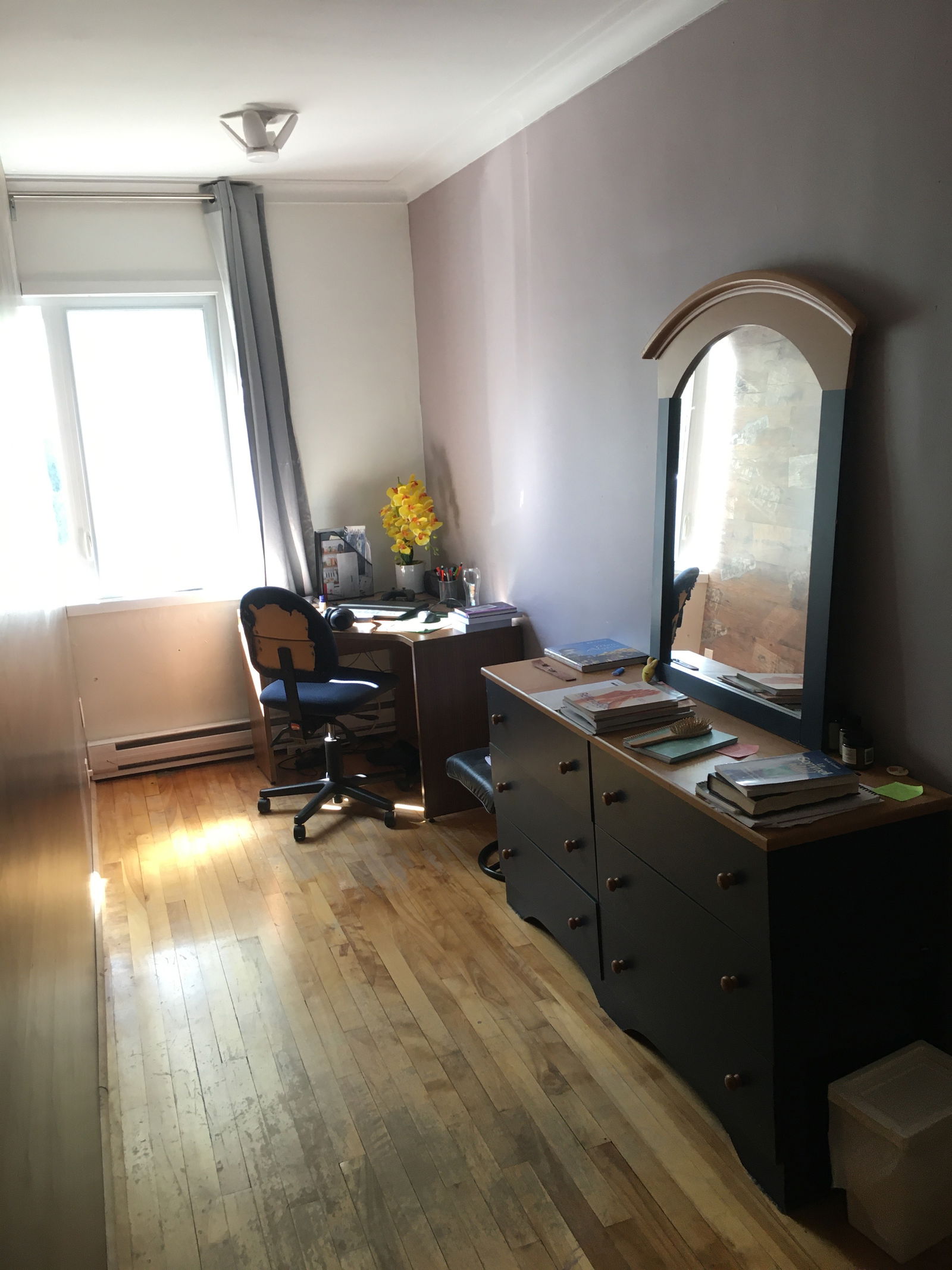 Kolokasie Montréal 239866