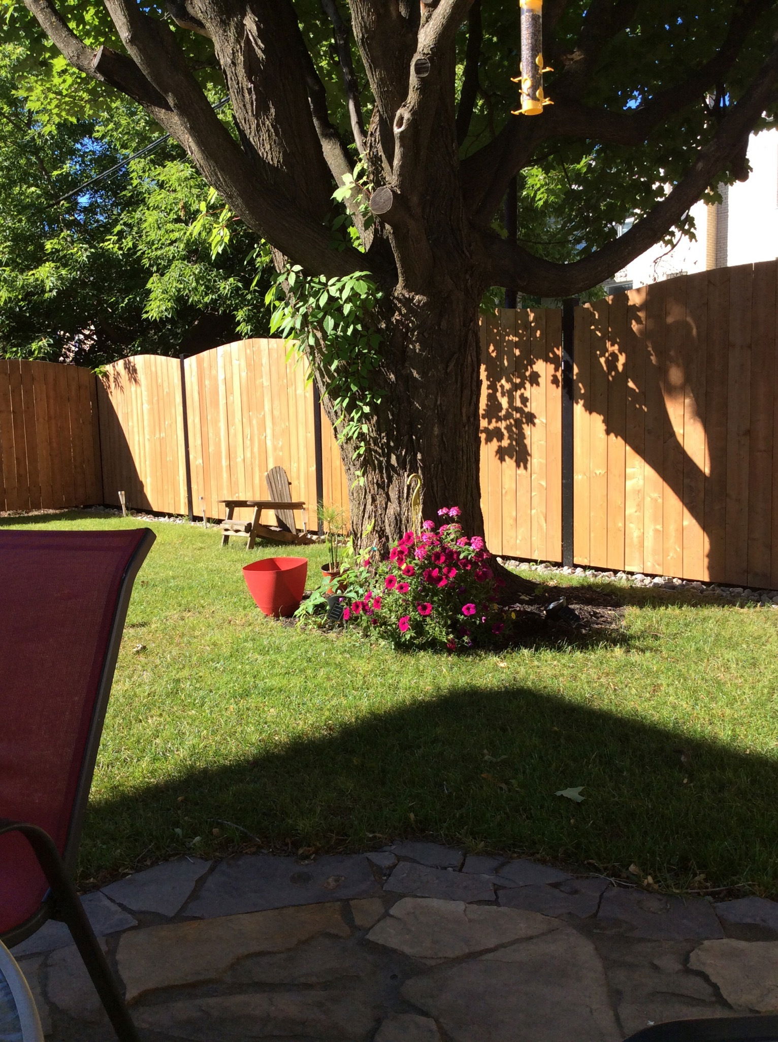 Kolokasie Ville de Québec 163704