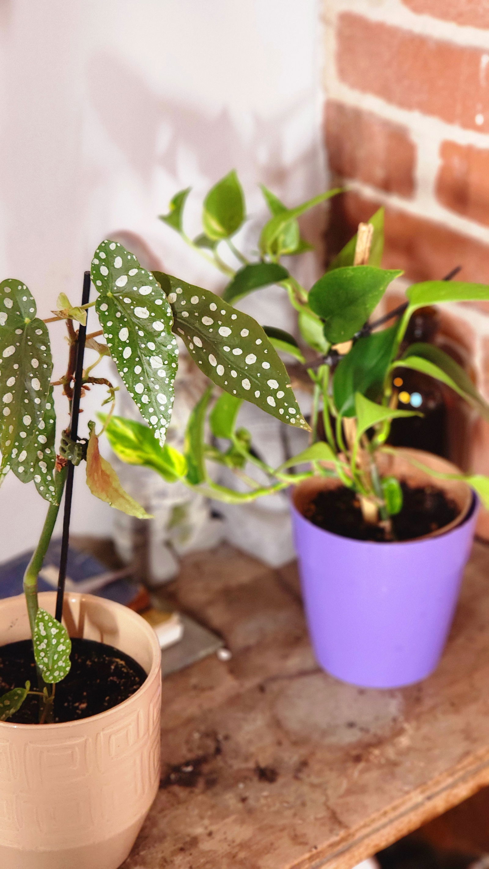 Gastfamilie Montréal 390712