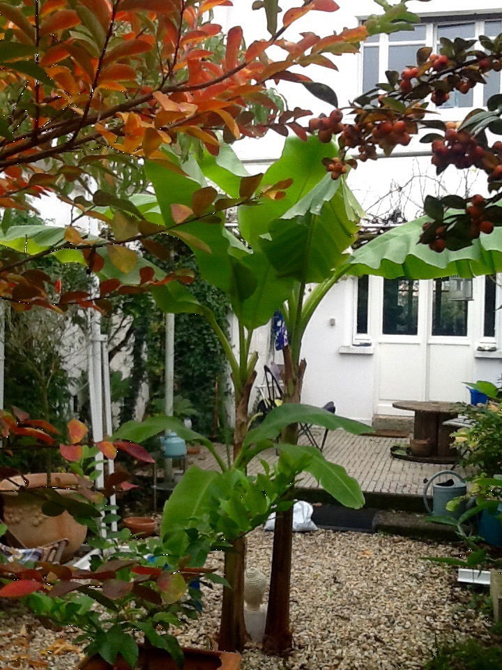 Colocation Bègles 52271