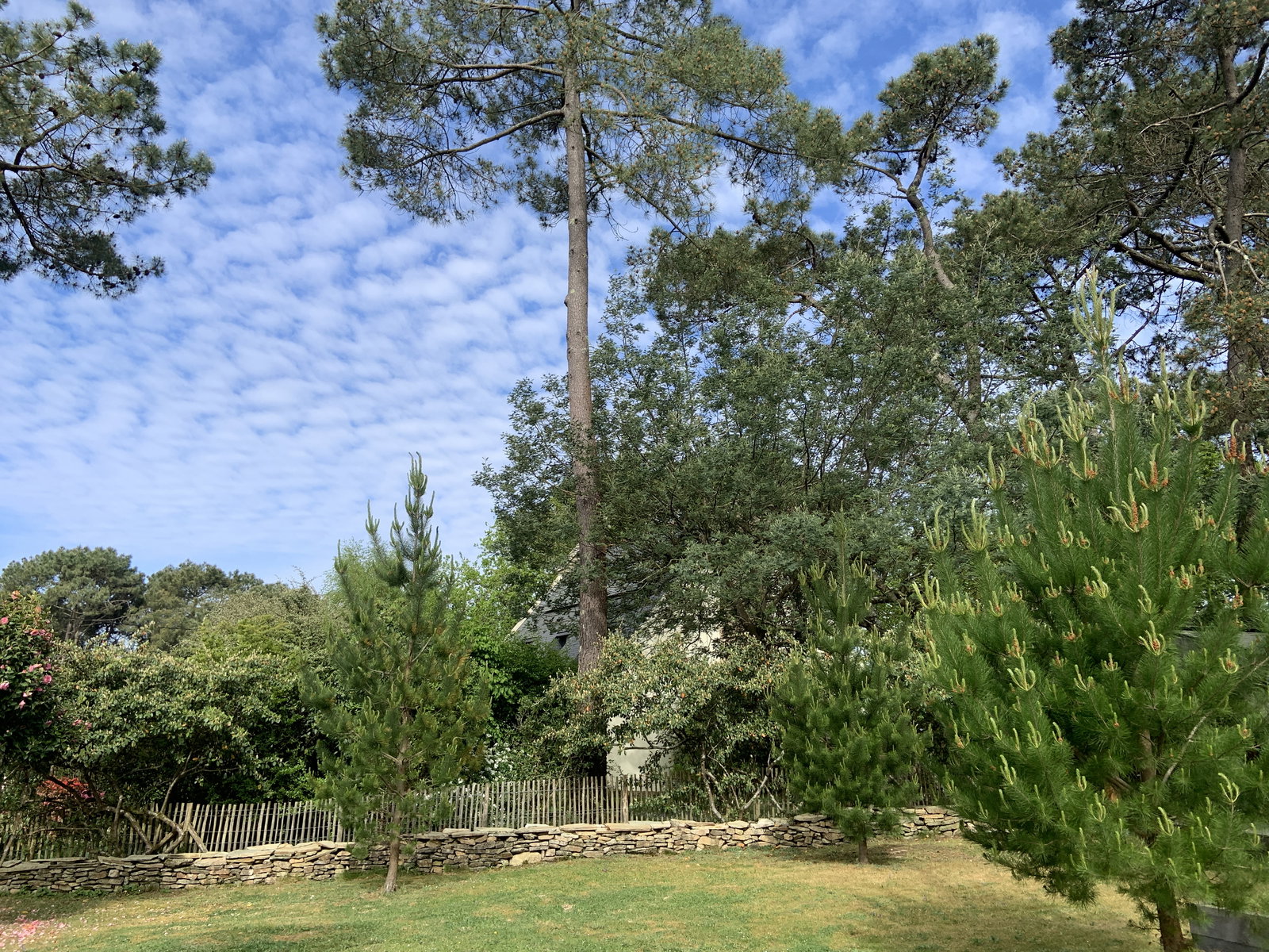 Homestay Le Bono 663014