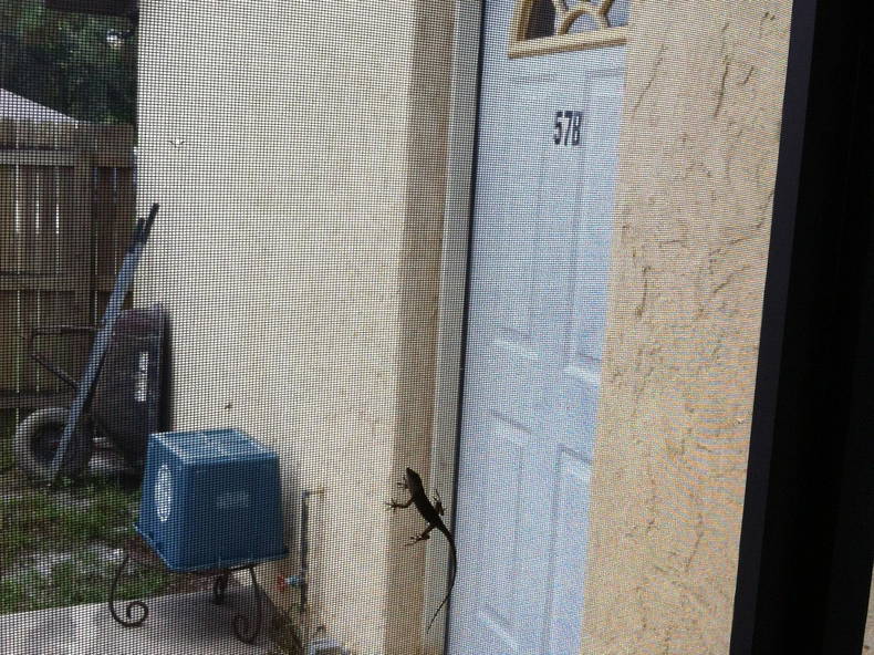 Habitaciones De Huéspedes Cocoa 111924-1