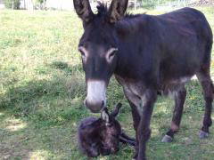 Chambre Chez L'habitant Saint-Paul 21165-12