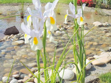 Chambre D'hôte Betton 79914-9