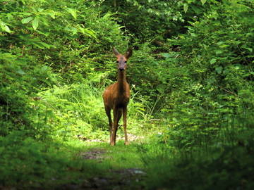 Chambre D'hôte Beausemblant 56277-12