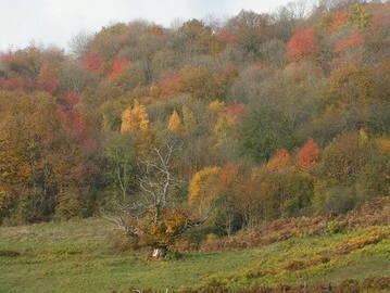 Chambre D'hôte Beaujeu 38998-7