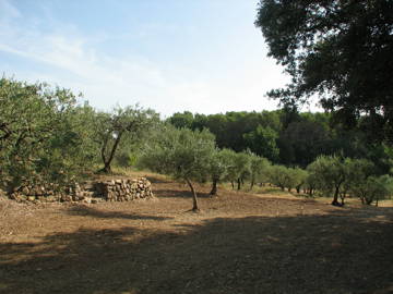 Chambre À Louer Draguignan 106563