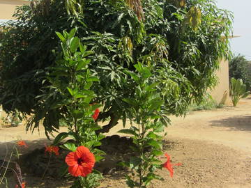 Chambre Chez L'habitant La Somone 130082-8