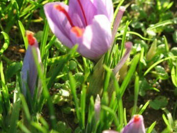 Chambre D'hôte Daumeray 31142-6