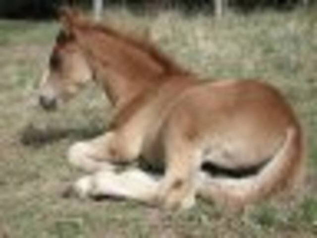 Gästezimmer Sainte-Cécile-d'Andorge 56509-4