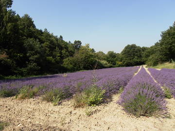 Logement Entier Saint-Paul-Trois-Châteaux 127611-6