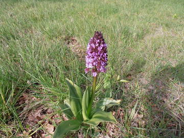 Logement Entier Saint-Paul-Trois-Châteaux 127611-10