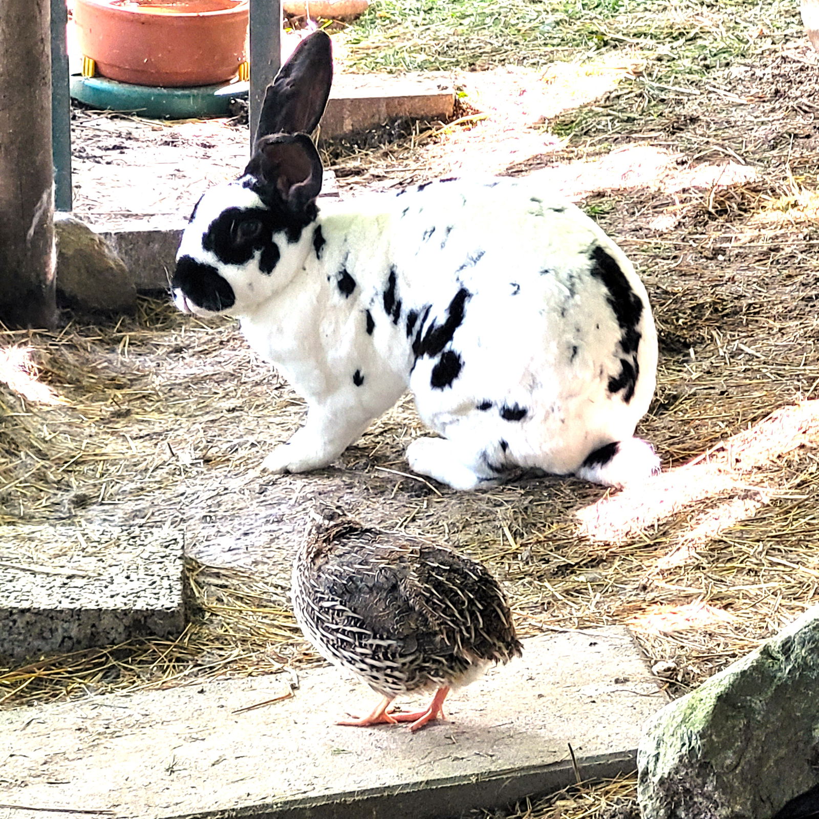 Quedarse En Casa Montanaire 251938