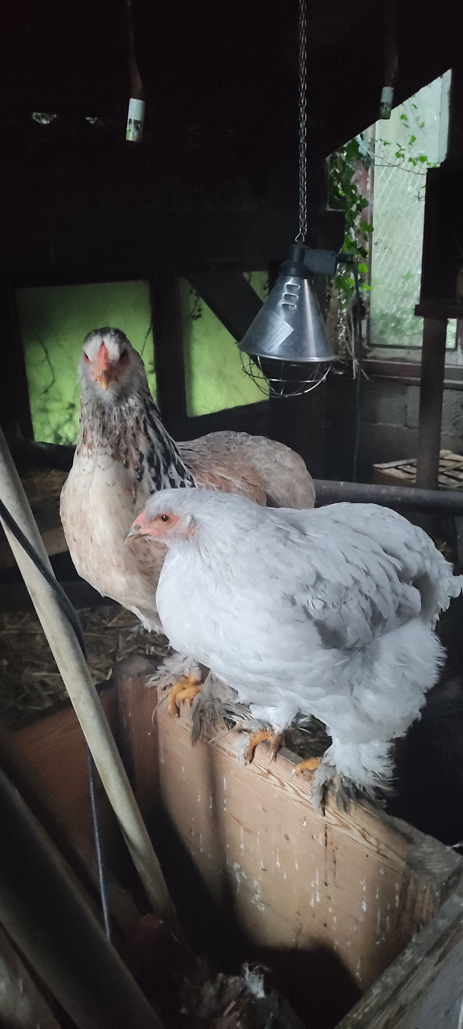 Quedarse En Casa Belbeuf 108668