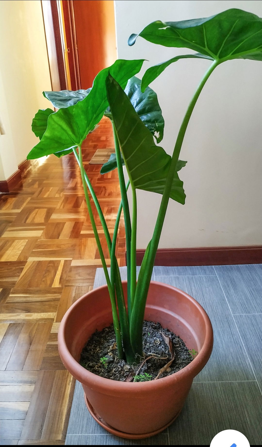 Gastgezin La Paz 243187