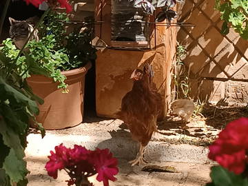 Chambre Chez L'habitant Villanueva Del Ariscal 237464-6