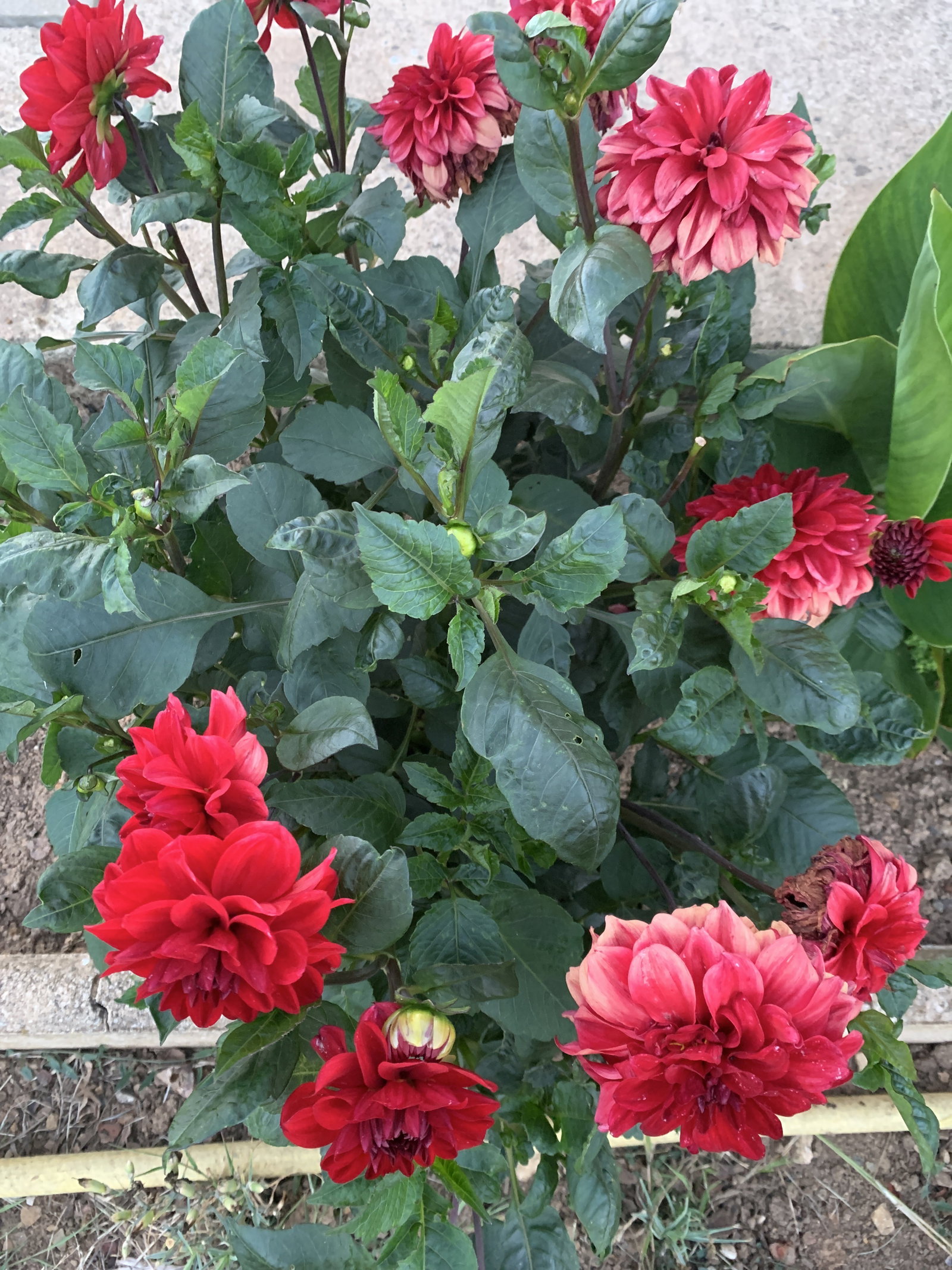 Habitaciones De Huéspedes Valence-en-Poitou 267919