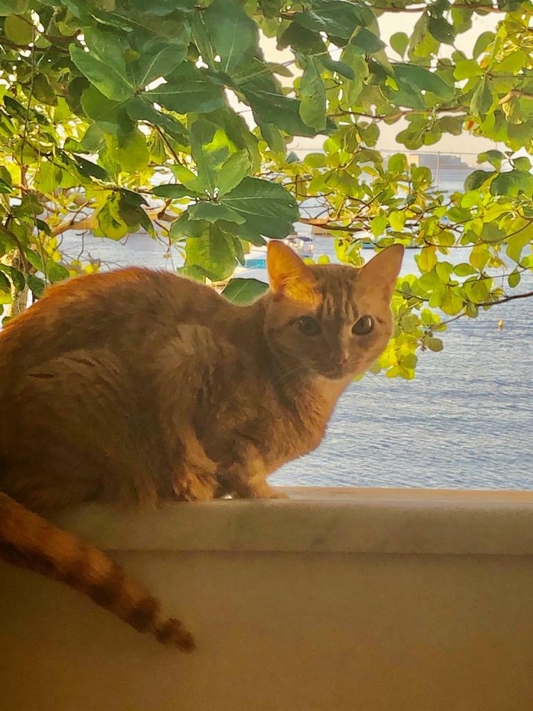 Quedarse En Casa Rio de Janeiro 239971