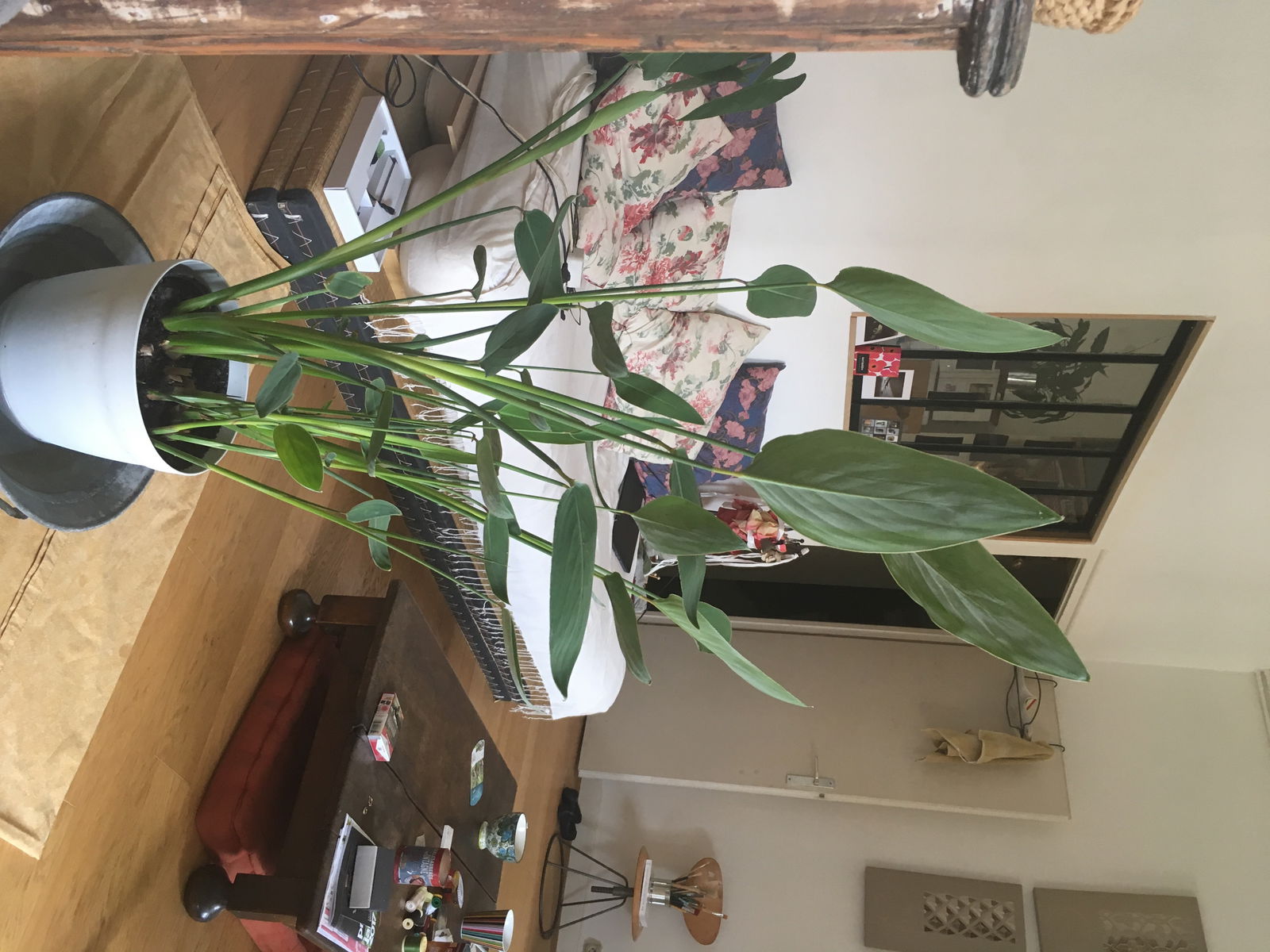 Quedarse En Casa Lyon 165918