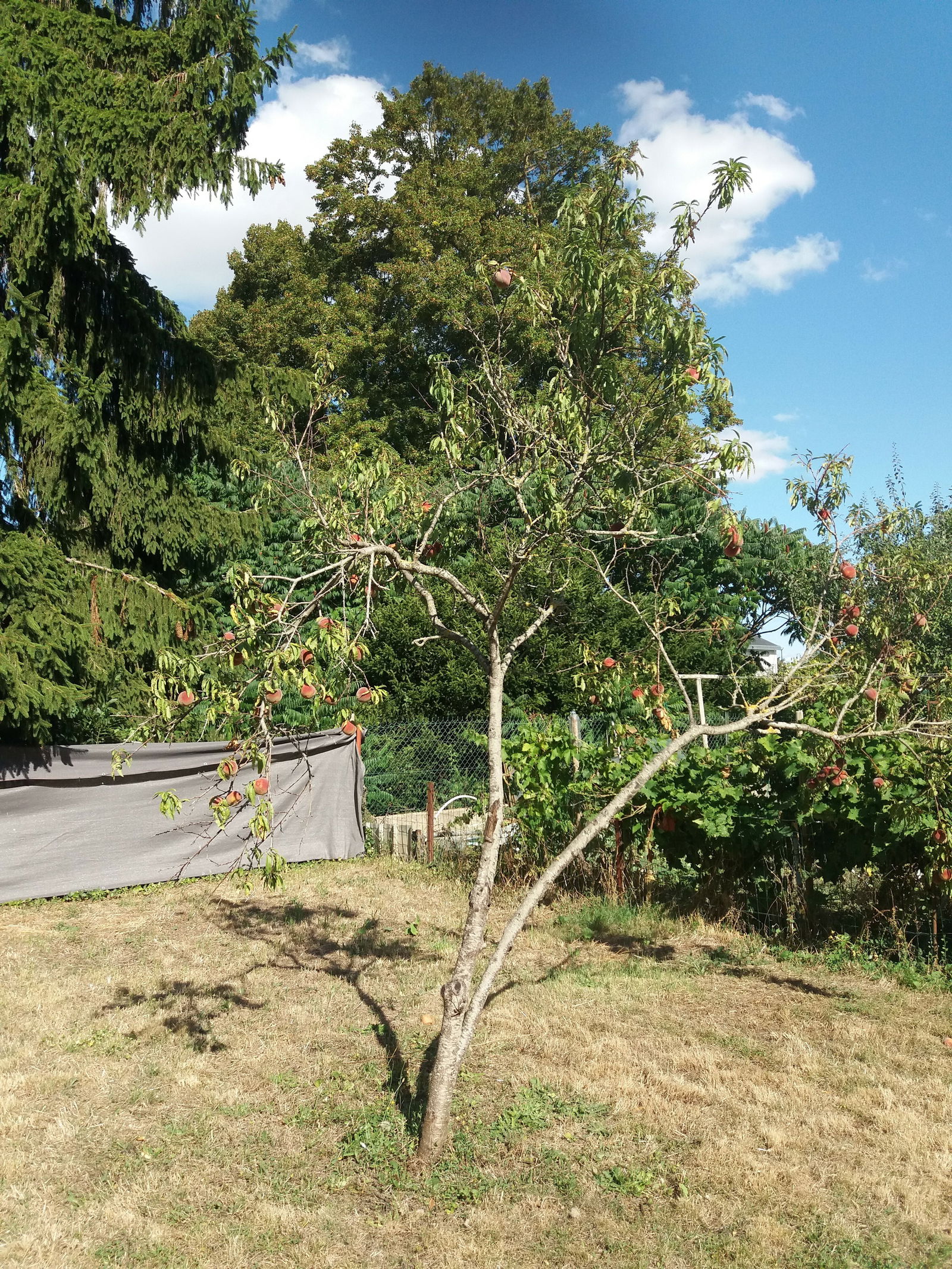 Colocación Saumur 260672