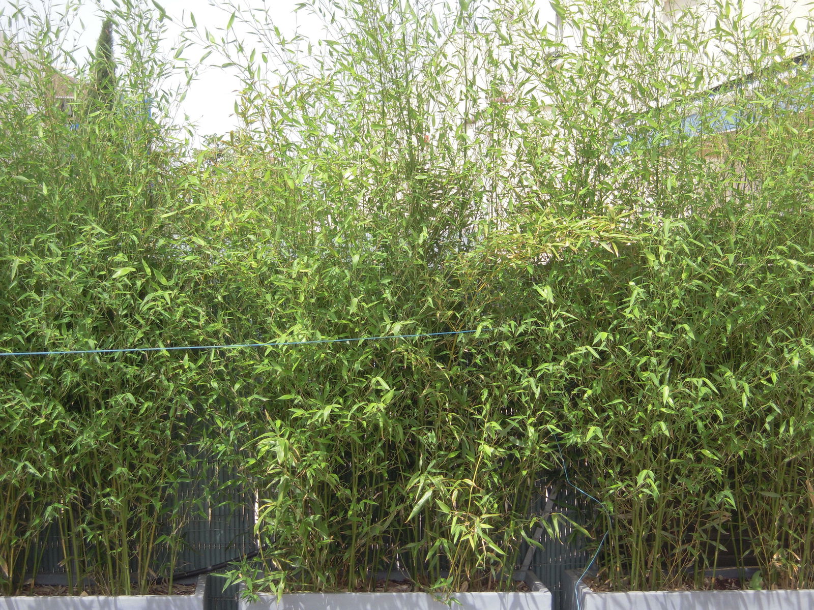 Quedarse En Casa Montpellier 78050