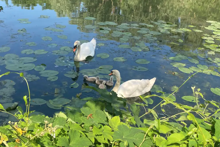 Colocación Carrières-sous-Poissy 267034