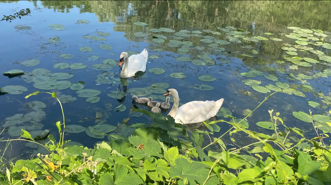 Colocación Carrières-sous-Poissy 267034