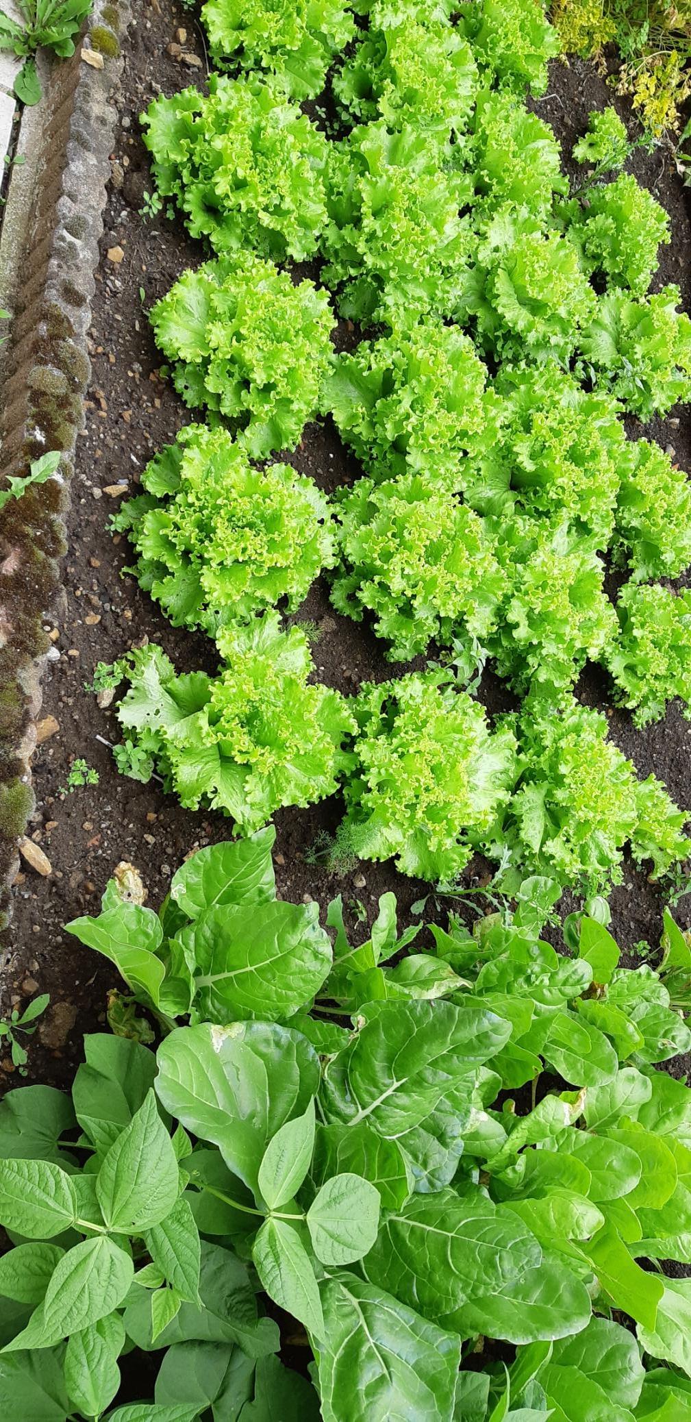 Quedarse En Casa Ottange 231692