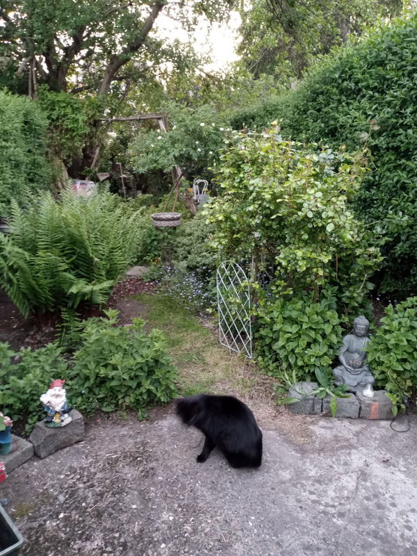 Colocación Schaerbeek 531157