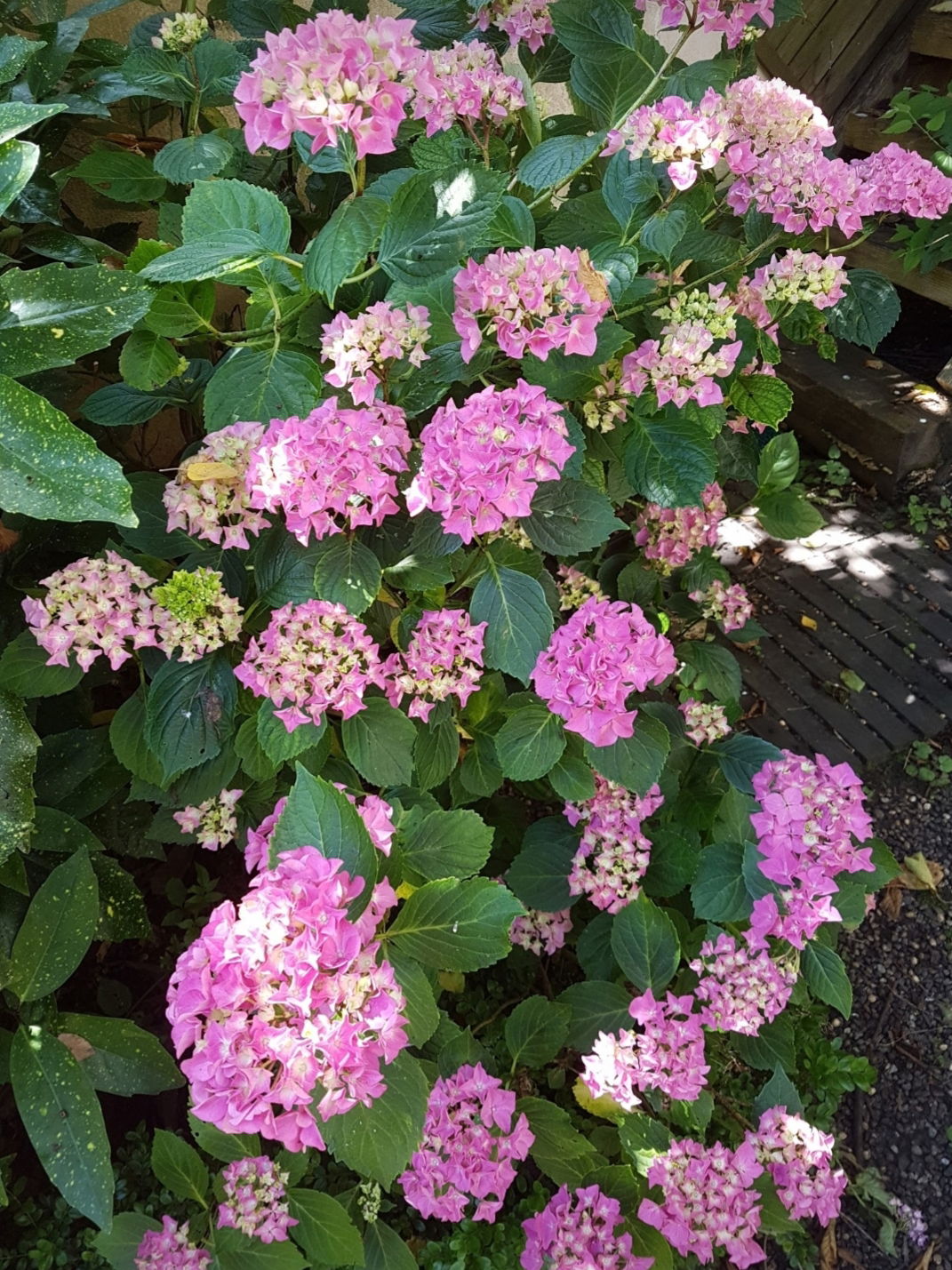 Quedarse En Casa Vichy 240108