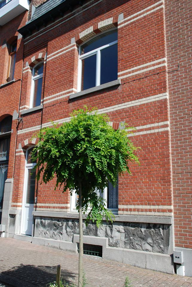 Colocación Tournai 109364