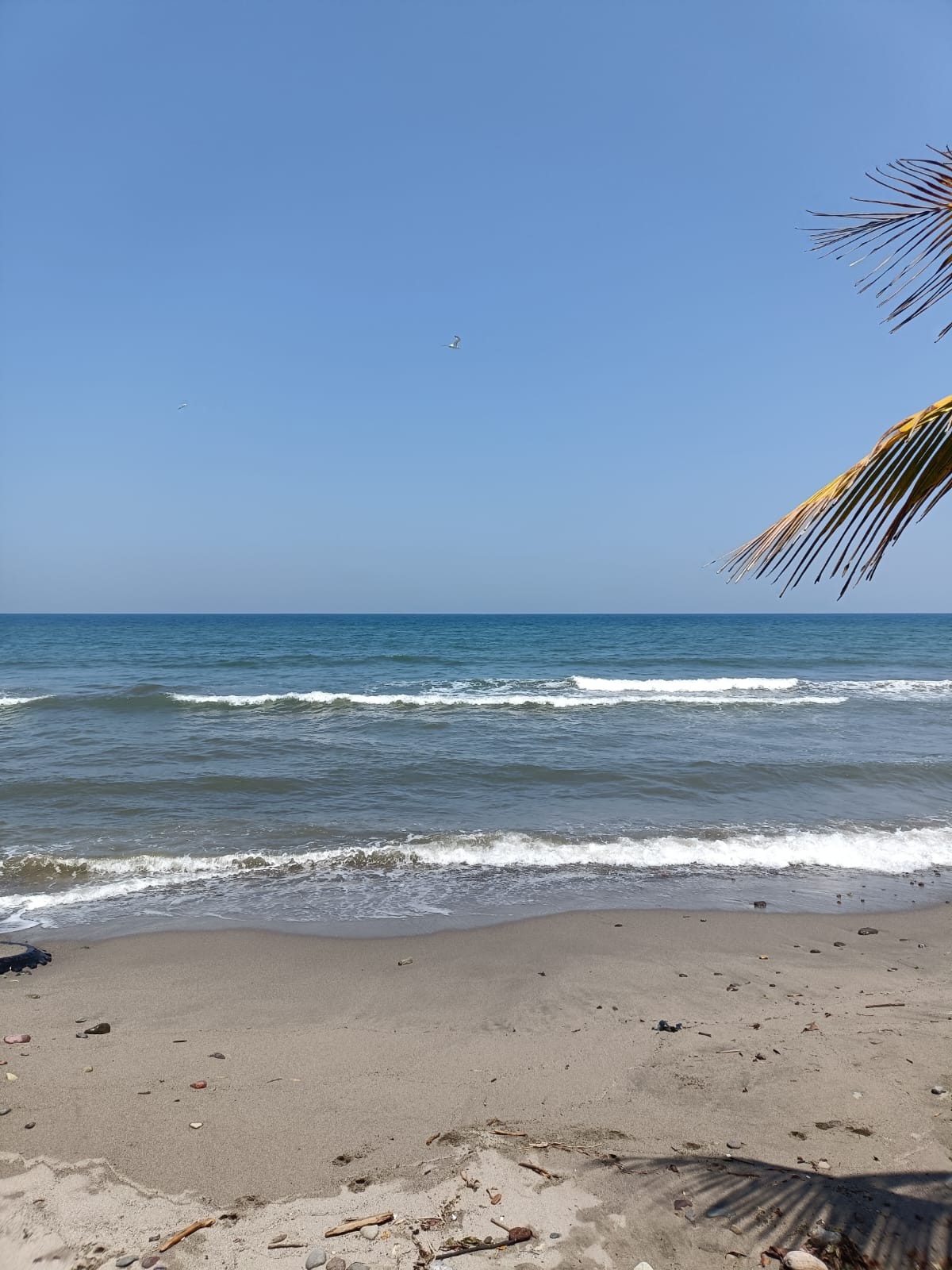 Estudio Independiente La Ceiba 76097