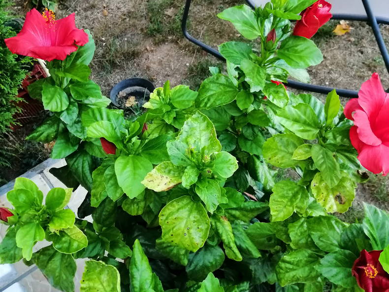 Gastfamilie Saint-Avertin 435421-5