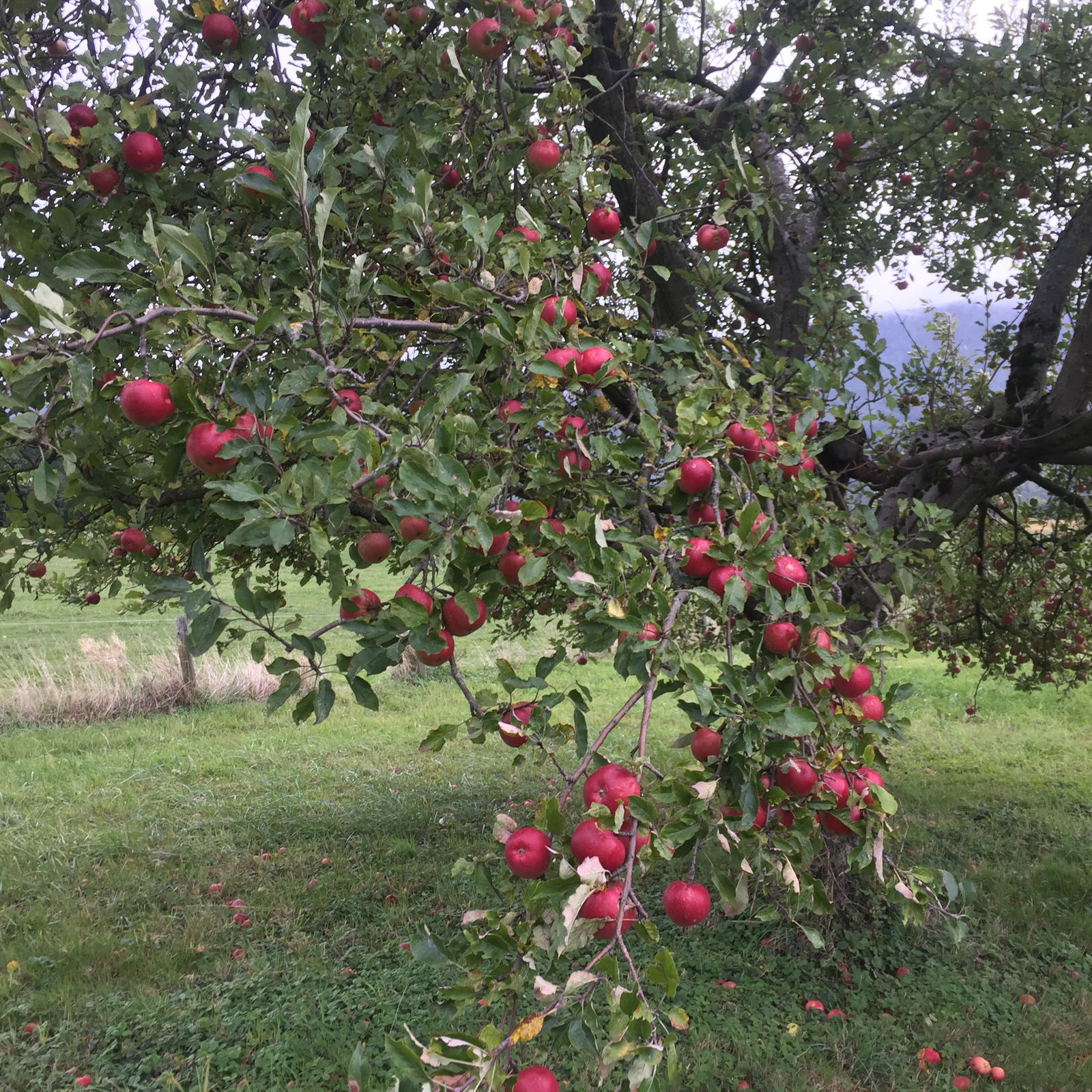 Unabhängiges Studio Thonon-les-Bains 263148