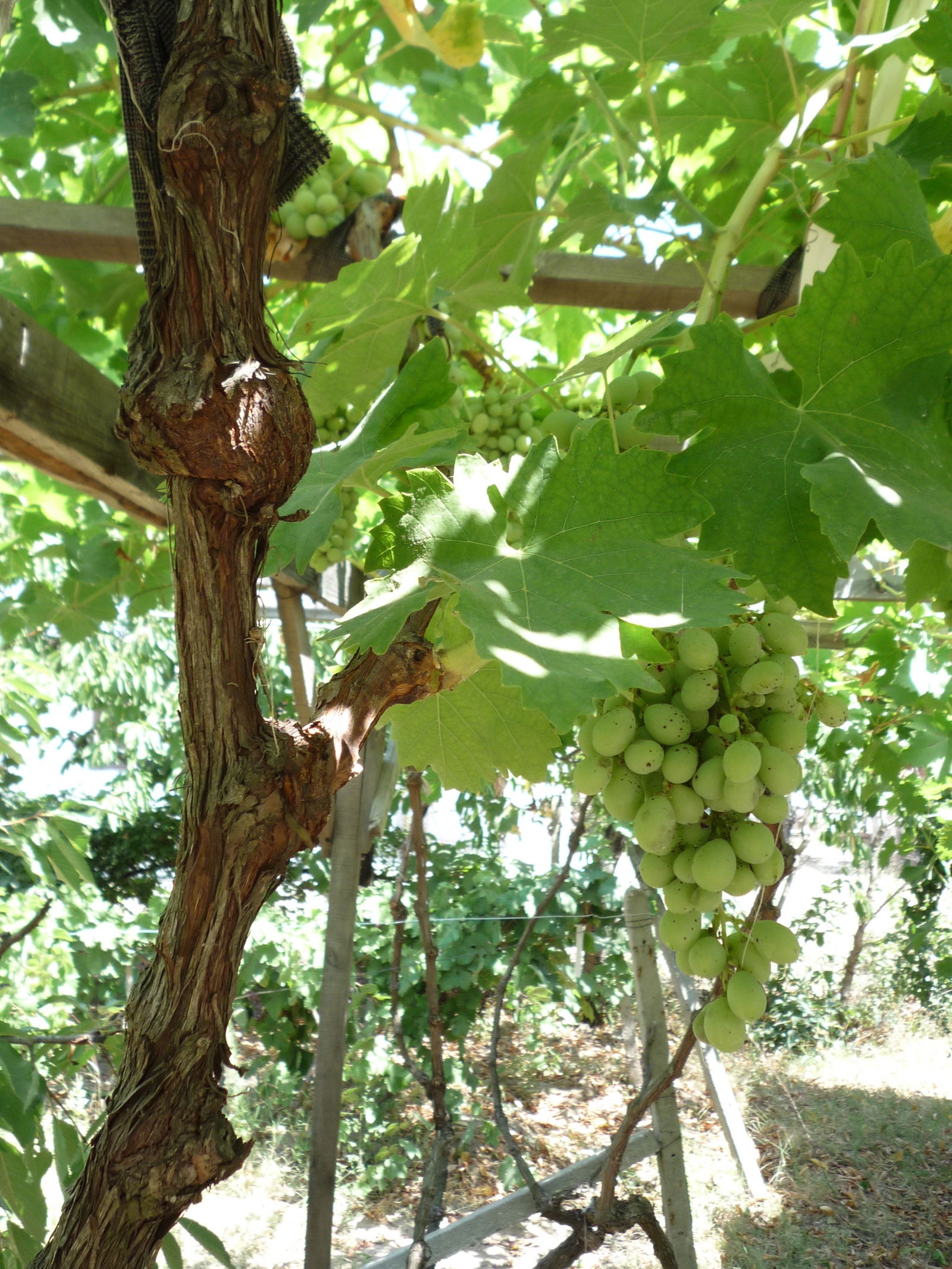 Unabhängiges Studio Varna 35887