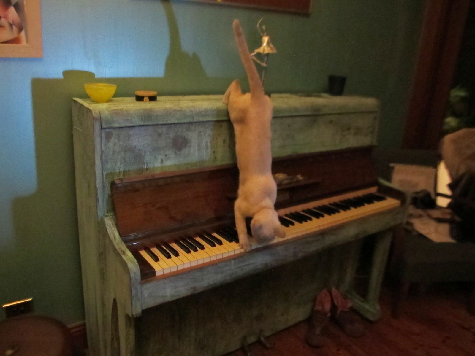 Chambre Chez L'habitant Dulwich Hill 124724