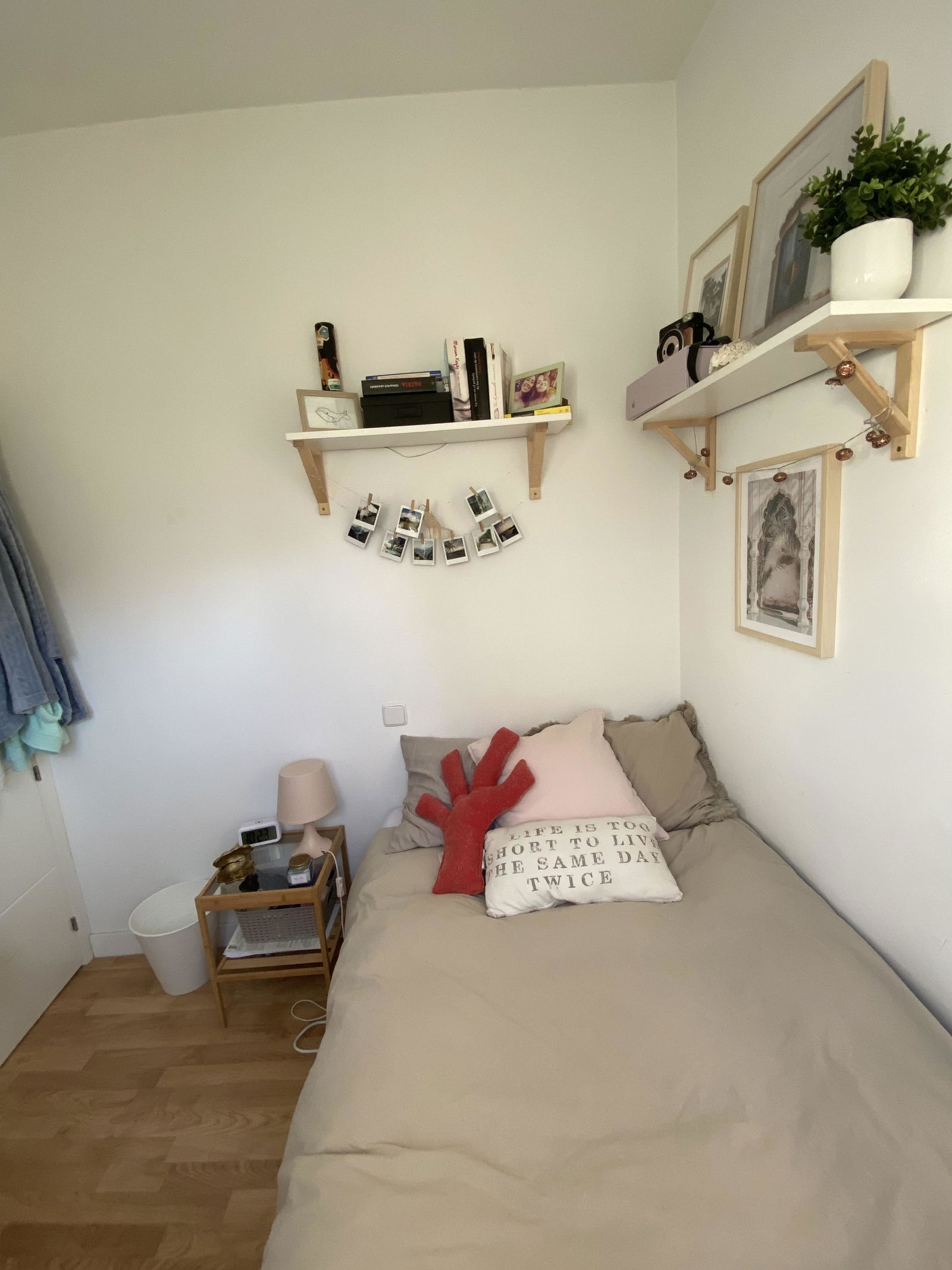 Kolokasie Madrid 245839