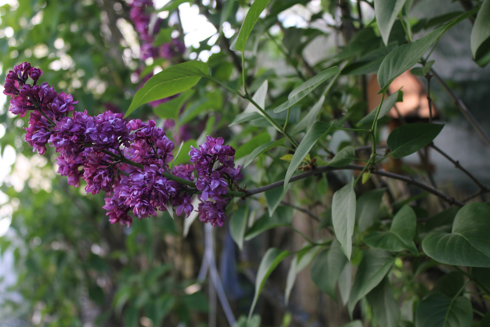 Tuisverblyf Monéteau 659552