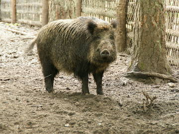 Logement Entier Przechlewo 47275-9