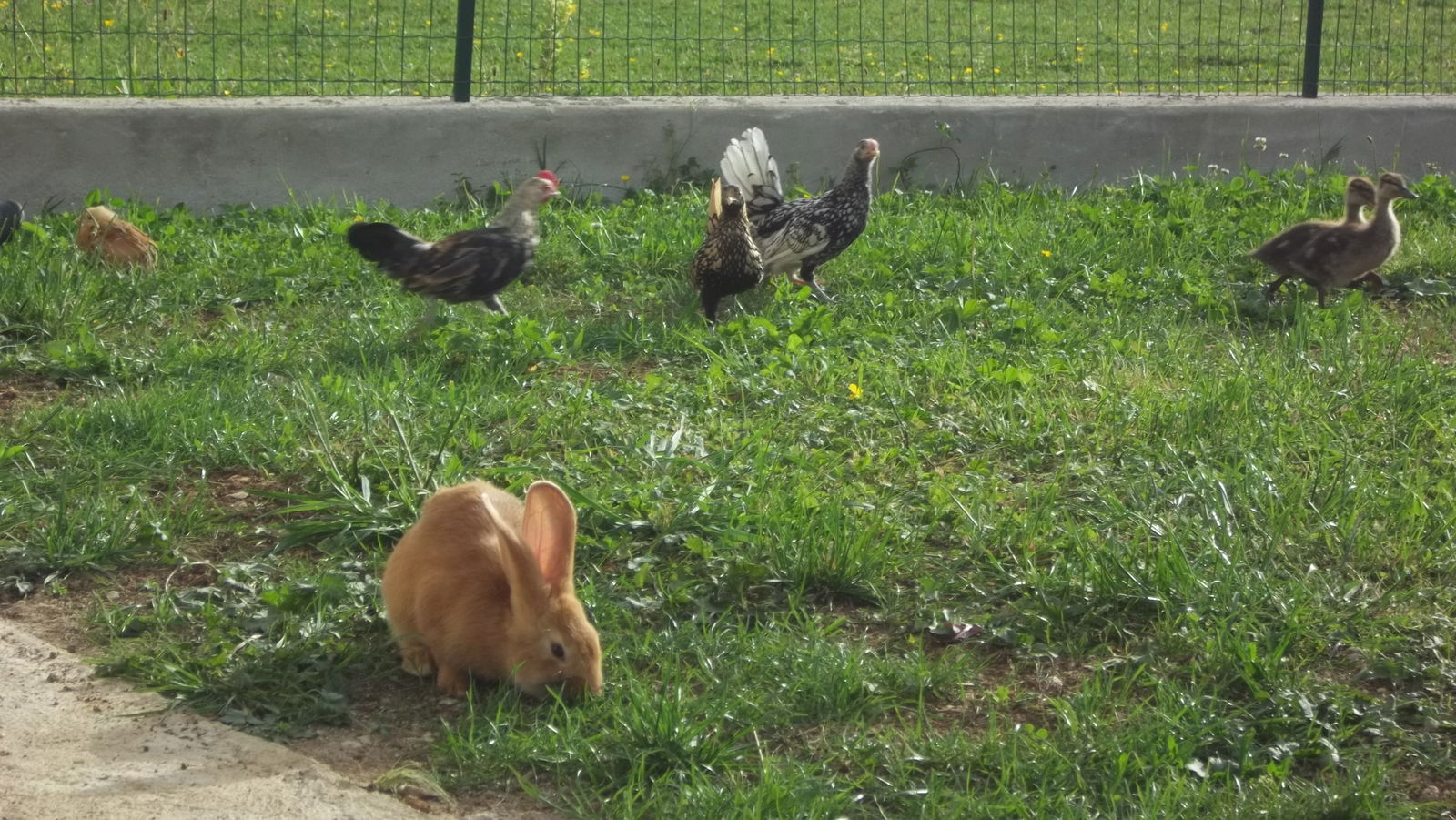 Independent Studio Le Fied 49793